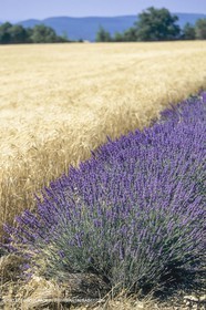France, Provence, Lavender fields