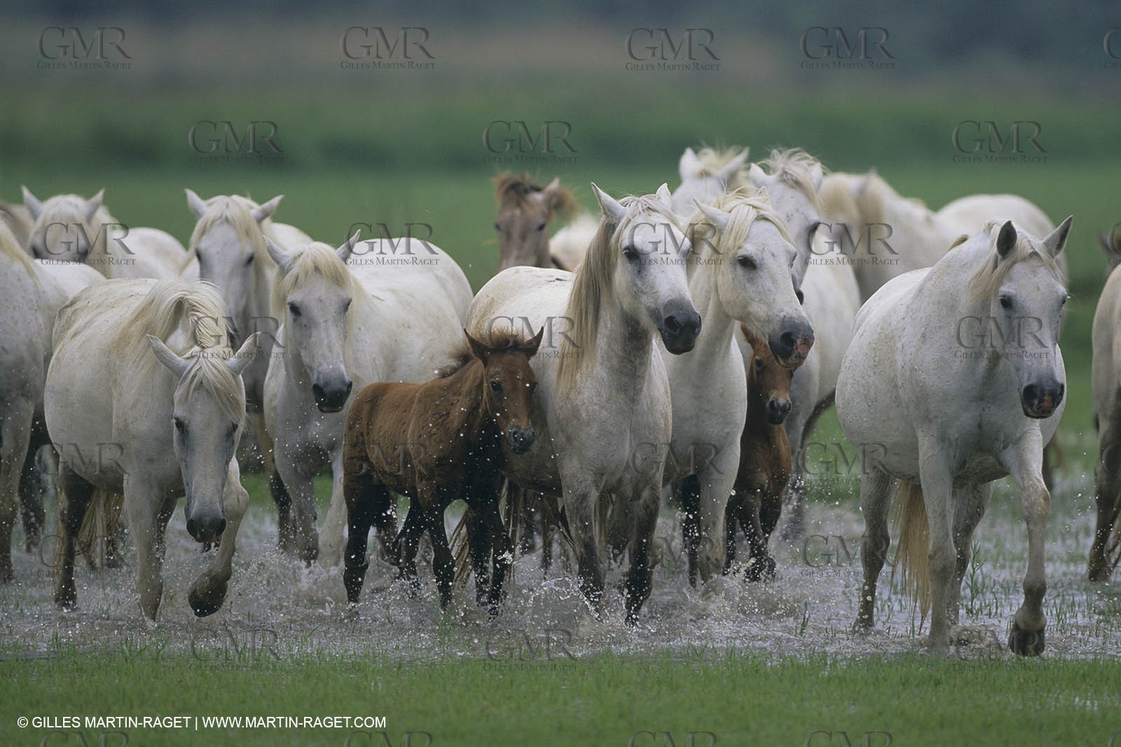 France, Provence, Camargue, White horses from Camargue