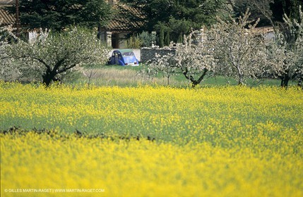 Alpilles (FRA,13), Champs de colza