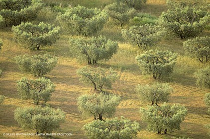France, Provence, Oliviers, oliveraies, olive trees
