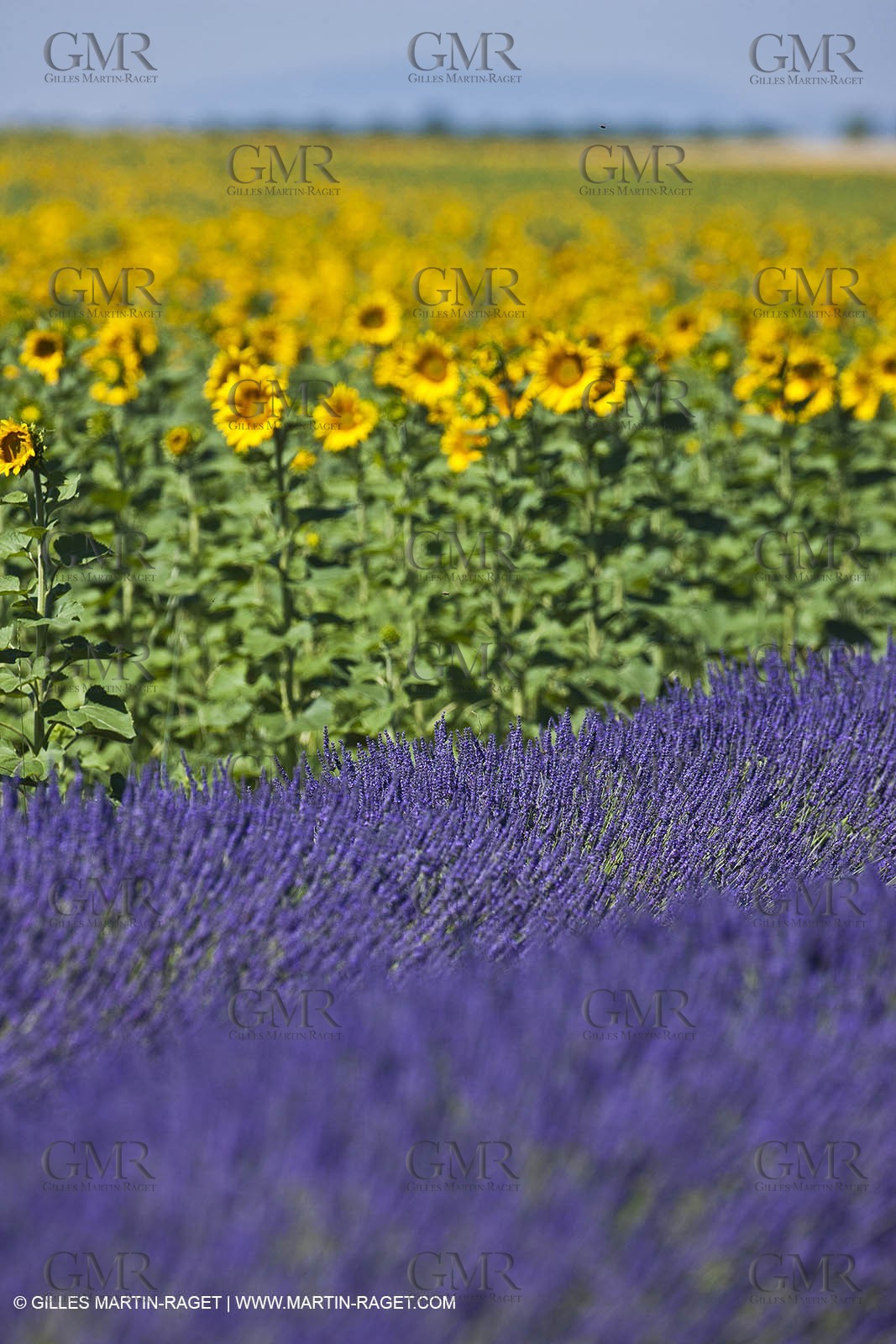 27 06 2011 - Valensole (FRA, 04) - Lavander fields