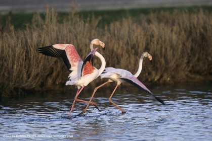 France, Provence, Camargue, Birds, Flamants, flamingos