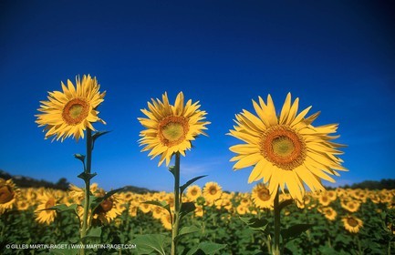 Tournesols