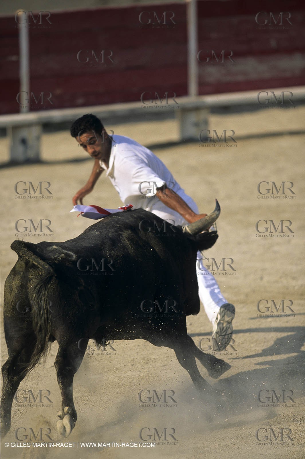 Gard, (FRA,30) - Camargue bull game