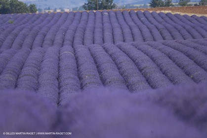 13 08 2007 - Valensole (04) - lavender fields on Valensole plateau