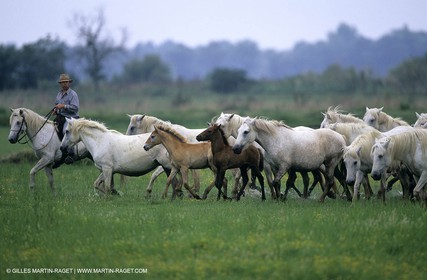 Camargue (FRA,13) - Gardians