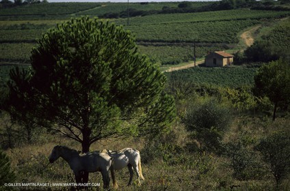 Paysages de Nîmes Métropole (FRA,30) - Les costières