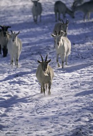 Provence sous la neige