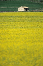Alpilles (FRA,13), Champs de colza