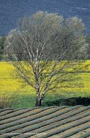 Alpilles (FRA,13), Champs de colza