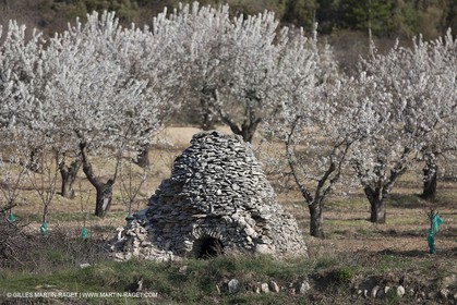 March 30th 2012 - Saint Saturnin les Apt (FRA, 84) - blooming cherry trees