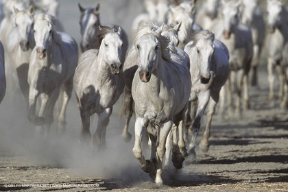 Les Saintes Maries de la mer (FRA,13) - Camargue horses