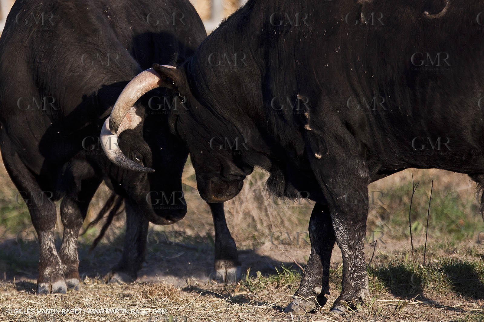 09 04 2011 - Arles (FRA,13) - Bulls fighting in Camargue