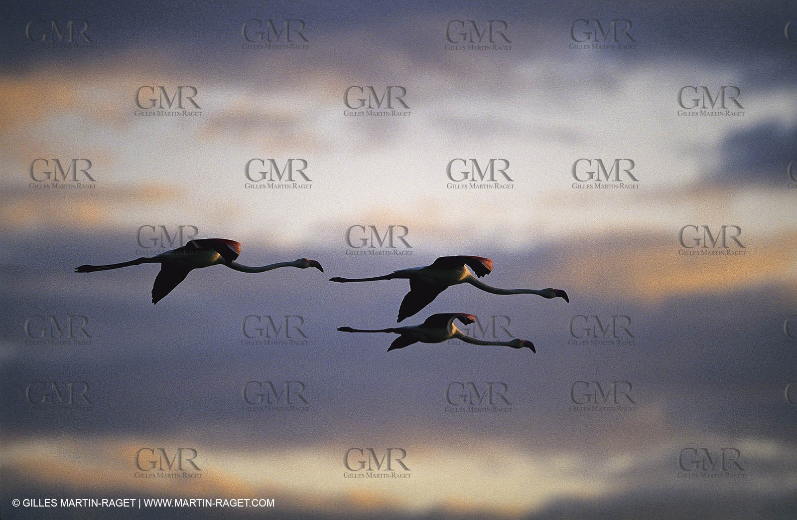 Camargue (FRA,13) - Flamingos in the Camargue