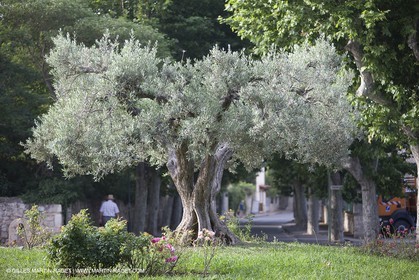 24 06 2008 - Saint Rémy de Provence (FRA-13) - Paysages des Alpilles - Oliviers