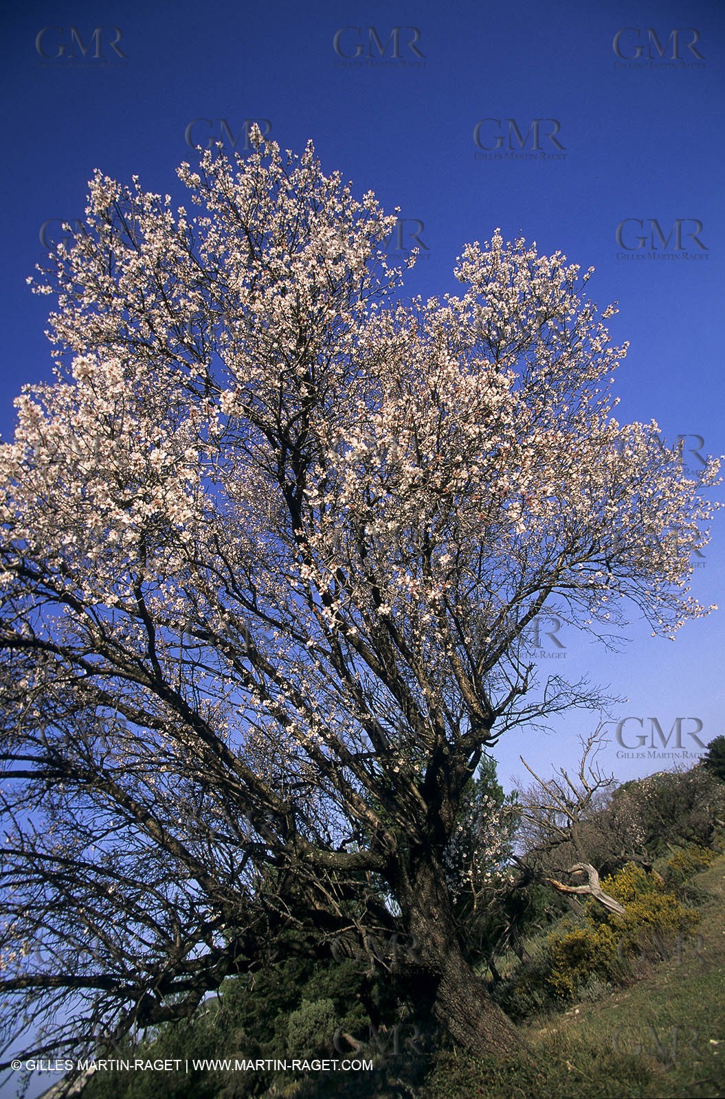 Luberon, Vaucluse (FRA,84) - Fruit trees blooming