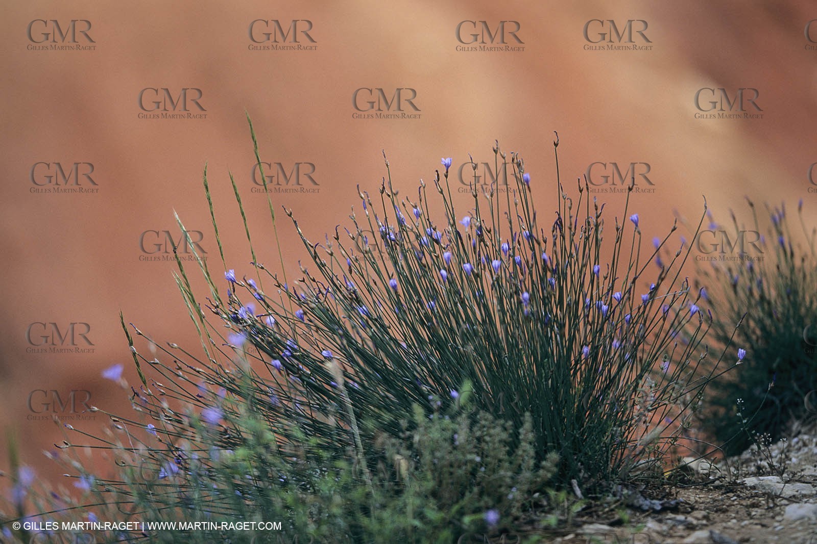 France, Provence, Lubéron, Carrières d'ocre, Colorado Provençal, Rustrel (FRA,84)