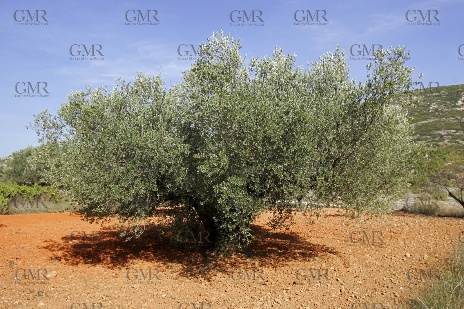 Arrière pays de Valencia- environs de Chera