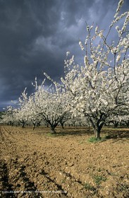 Luberon, Vaucluse (FRA,84) - Arbres fruitiers en fleur