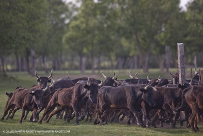 07 05 2008 - Le Cailar (FRA,30) - Tri à la manade du Mas du Pont de Laute