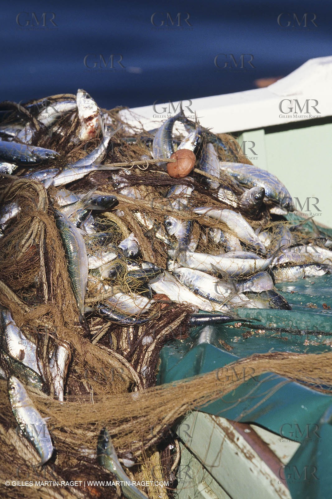 Marseille (Fra, 13) - Local fishing boats