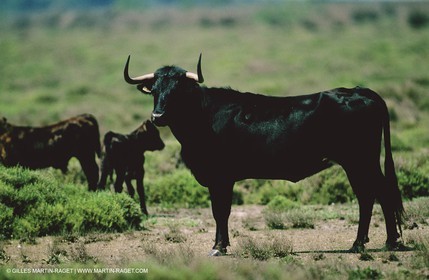 Bouches du Rhône, Camargue (FRA 13) - Camargue bulls