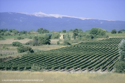 France, Provence, Lavender fields