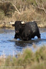 19 04 2011 - Arles (FRA,13) - Elevage de taureaux de combat en Camargue