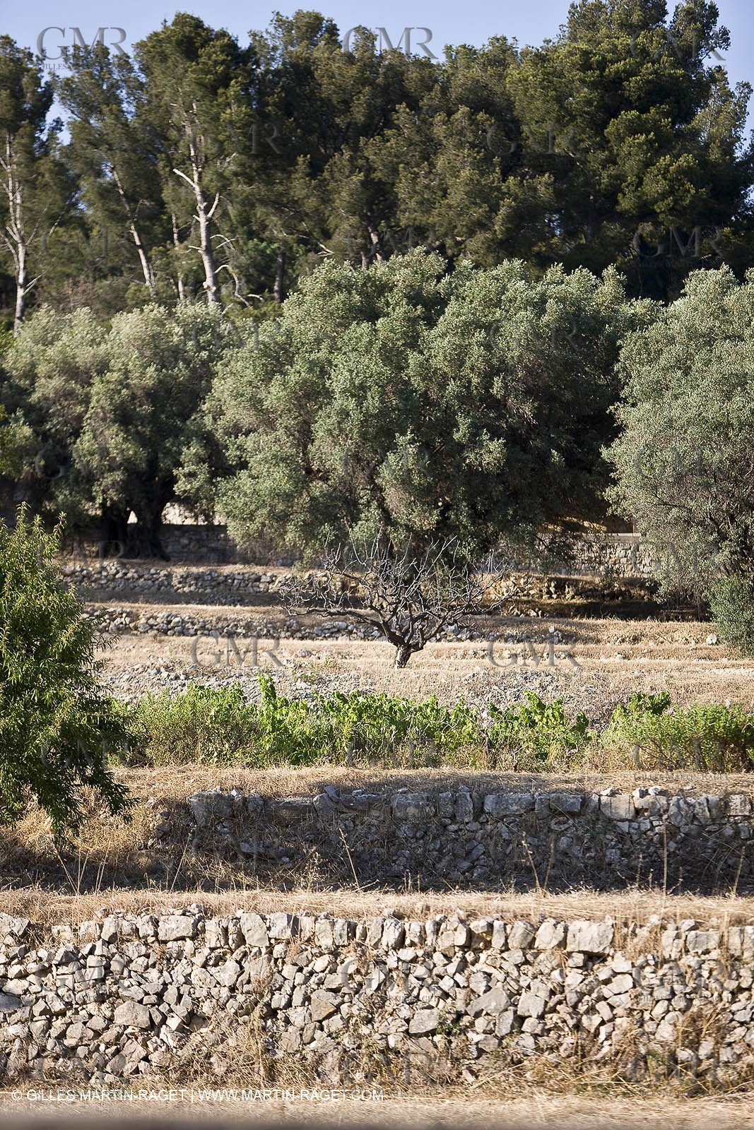 26 06 09 - Sanary sur mer (FRA,83)