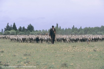 France, Provence, Moutons, bergers, élevage, transhumance