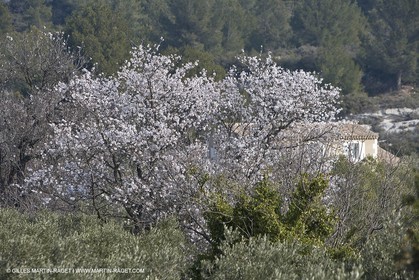 16 02 2008 - Les Baux de Provence (FRA, 13) - Alpilles hills landscapes