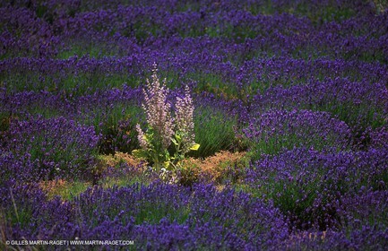 Lavander fields