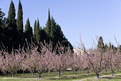 16 03 2008 - Saint Rémy de Provence (FRA, 13) - Alpilles hills landscapes