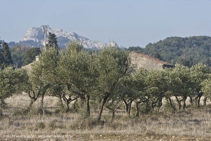 23 02 2008 - Saint Rémy de Provence (FRA, 13) - Paysages des Alpilles