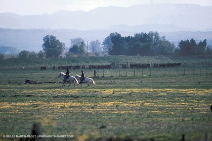 Arles - Camargue gardians (cow boys) at work