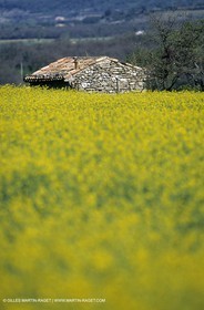 Alpilles (FRA,13), Rape fields