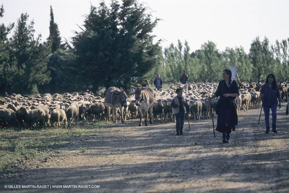 France, Provence, Moutons, bergers, élevage, transhumance