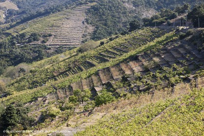 17 10 2011 - Côte Vermeille (FRA, 66) - Vgnobles des Corbières