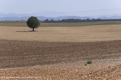 13 08 2007 - Valensole (04) - lavender fields on Valensole plateau