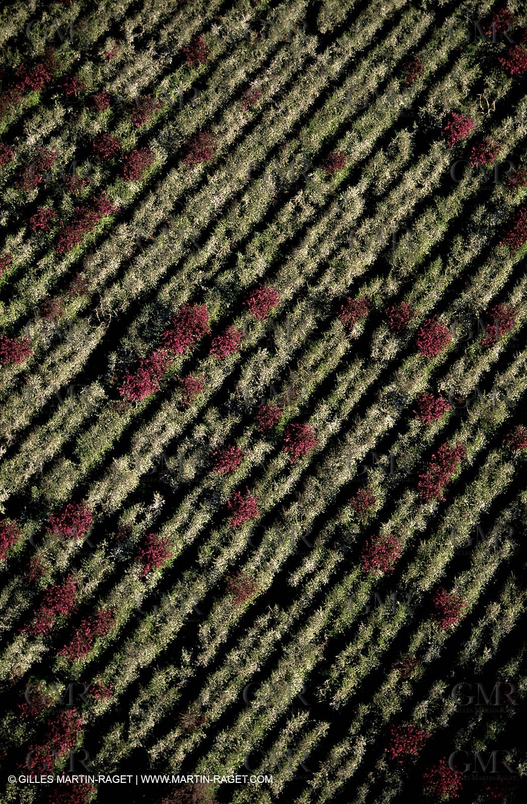 Cherry trees near Meyrargues