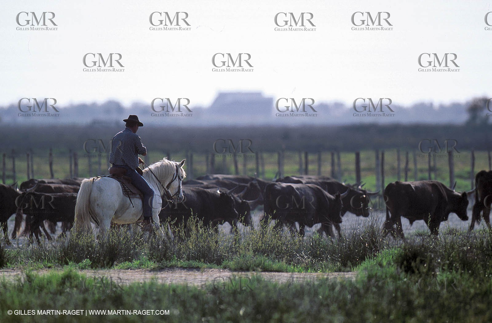 Arles - Camargue gardians (cow boys) at work