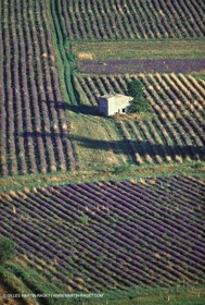 Hgher Provence - Lavender fields