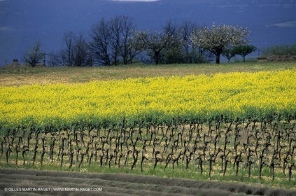 Alpilles (FRA,13), Champs de colza