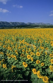 Alpilles (FRA,13) - Sunflower fields