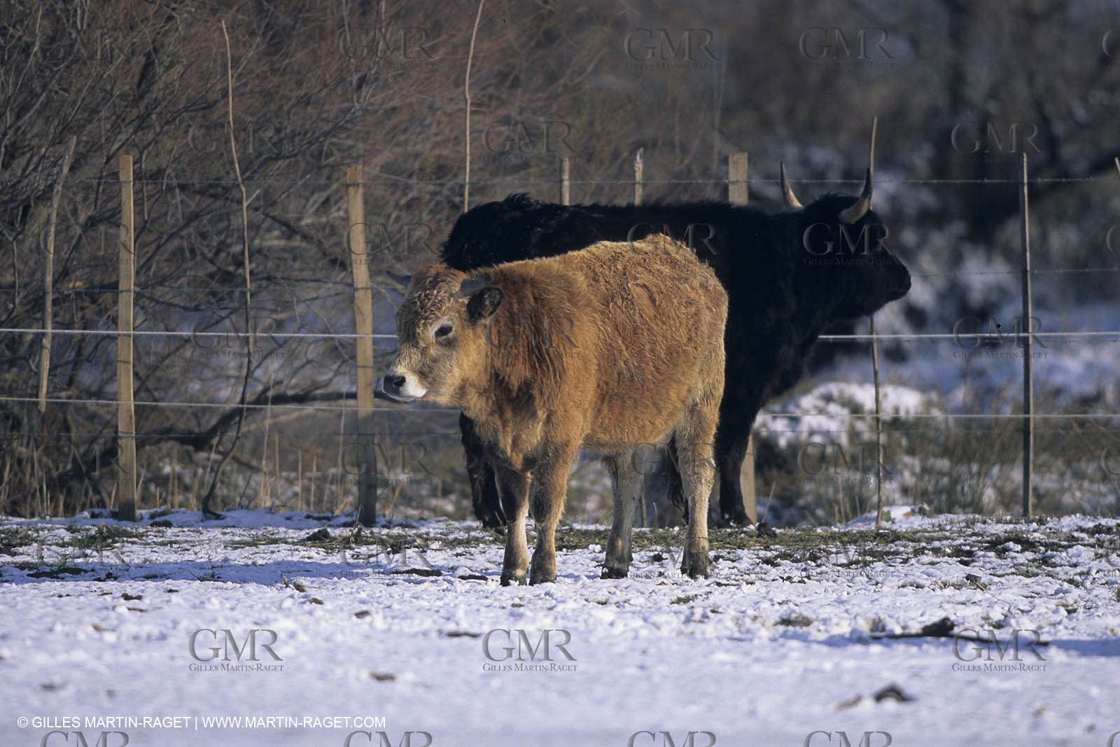 Provence under snow - Camargue