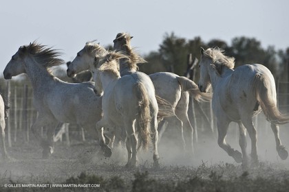 18 04 2011 - Les Saintes Maries de la Mer - Camargue white horses