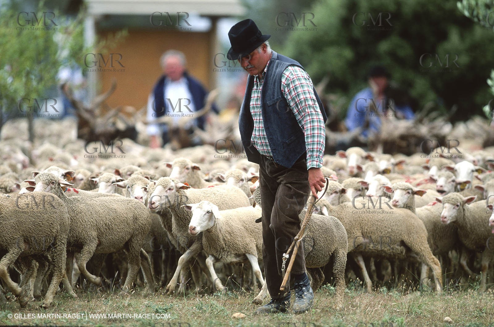 Saint Rémy de Provence (FRA,13) - Sheep stocks migration Fest