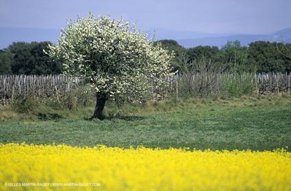 Alpilles (FRA,13), Champs de colza