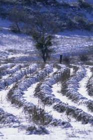 Provence under snow