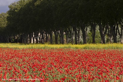 29 04 2012 ( Saint Rémy de Provence (FRA, 13) - Chaîne des Alpilles vers Romanin